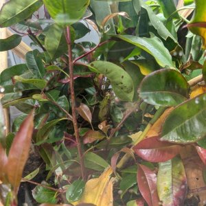 California_Academy_of_Science_Rainforest_22.jpg