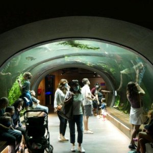 California_Academy_of_Science_Aquarium_01.JPG