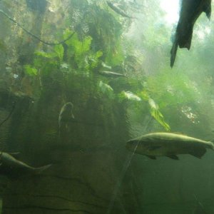 California_Academy_of_Science_Aquarium_02.JPG