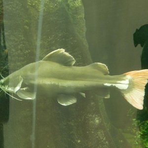 California_Academy_of_Science_Aquarium_03.JPG