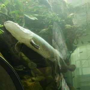 California_Academy_of_Science_Aquarium_04.JPG