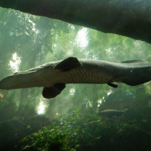 California_Academy_of_Science_Aquarium_05.JPG