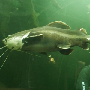 California_Academy_of_Science_Aquarium_06.JPG