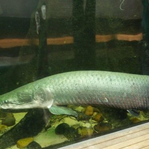 California_Academy_of_Science_Aquarium_07.JPG