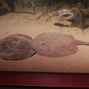 California_Academy_of_Science_Aquarium_08.JPG