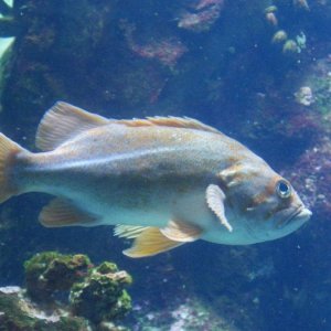 California_Academy_of_Science_Aquarium_09.JPG