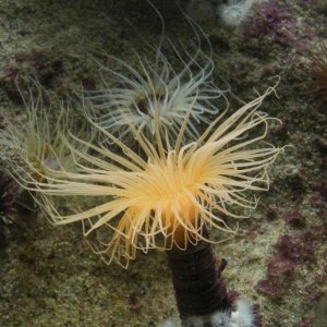 California_Academy_of_Science_Aquarium_10.JPG