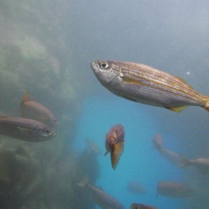 California_Academy_of_Science_Aquarium_12.JPG