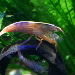 California_Academy_of_Science_Aquarium_13.JPG