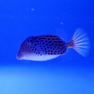 California_Academy_of_Science_Aquarium_14.JPG