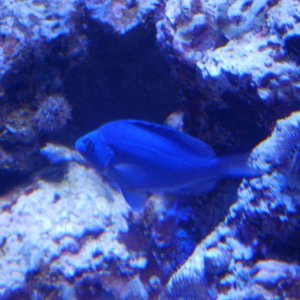 California_Academy_of_Science_Aquarium_15.JPG