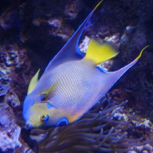 California_Academy_of_Science_Aquarium_16.JPG