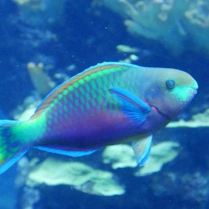 California_Academy_of_Science_Aquarium_17.JPG