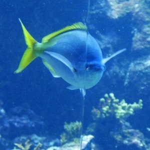 California_Academy_of_Science_Aquarium_18.JPG
