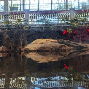 California_Academy_of_Science_Aquarium_19.jpg