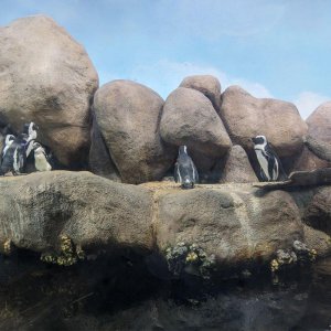 California_Academy_of_Science_Aquarium_20.jpg