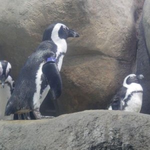 California_Academy_of_Science_Aquarium_22.JPG
