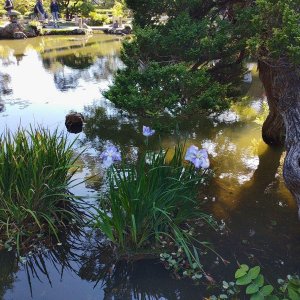 Japanischer_Teegarten_12.jpg