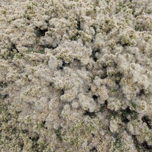 Fluffy_Bush.jpg