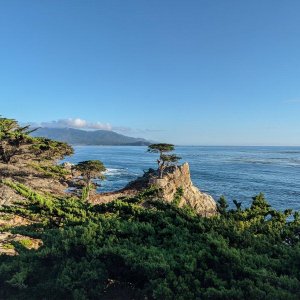 Lone_Cypress_01.jpg
