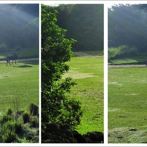 safari04.jpg