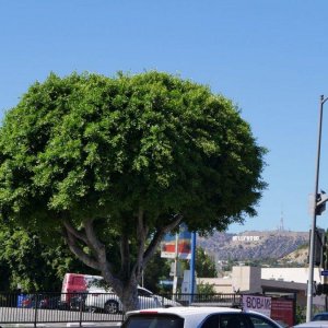 Hollywood-Sign_from_afar.JPG