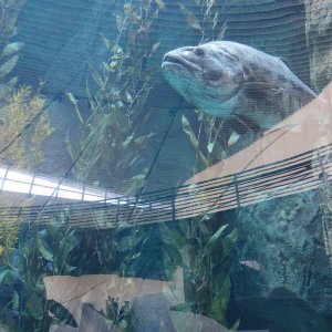AQUARIUM_OF_THE_PACIFIC_02.jpg