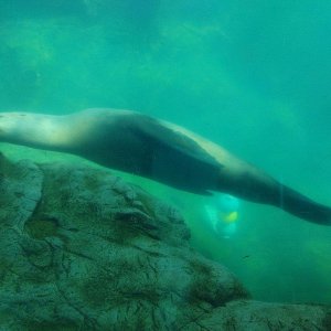 AQUARIUM_OF_THE_PACIFIC_03.jpg