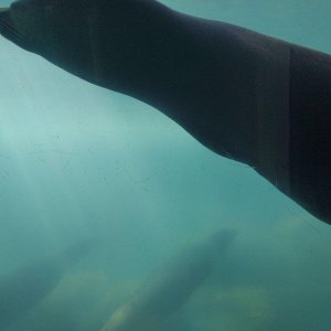 AQUARIUM_OF_THE_PACIFIC_04.jpg