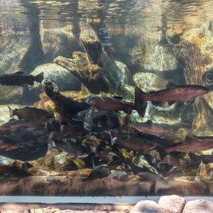 AQUARIUM_OF_THE_PACIFIC_10.jpg