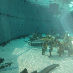 AQUARIUM_OF_THE_PACIFIC_14.jpg