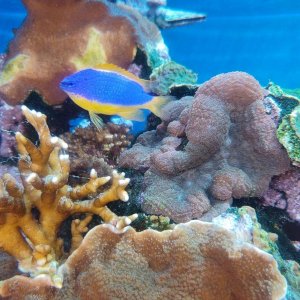 AQUARIUM_OF_THE_PACIFIC_15.jpg