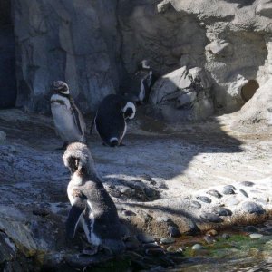 AQUARIUM_OF_THE_PACIFIC_16.JPG