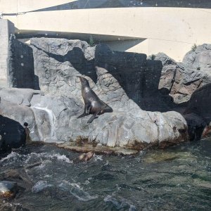 AQUARIUM_OF_THE_PACIFIC_17.jpg