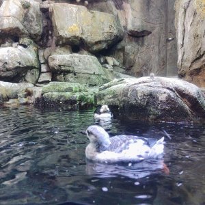 AQUARIUM_OF_THE_PACIFIC_18.jpg