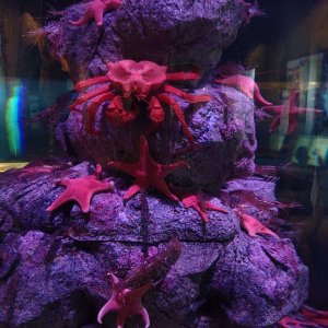 AQUARIUM_OF_THE_PACIFIC_20.jpg