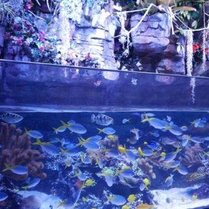 AQUARIUM_OF_THE_PACIFIC_21.JPG