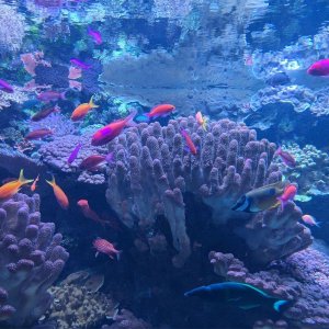 AQUARIUM_OF_THE_PACIFIC_22.jpg