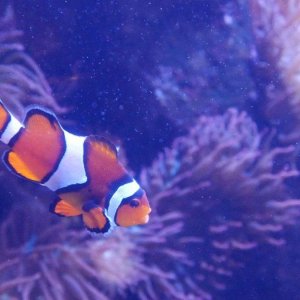 AQUARIUM_OF_THE_PACIFIC_23.JPG