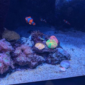 AQUARIUM_OF_THE_PACIFIC_24.jpg