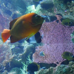 AQUARIUM_OF_THE_PACIFIC_25.JPG