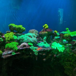 AQUARIUM_OF_THE_PACIFIC_26.jpg
