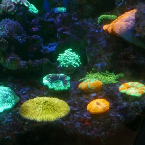 AQUARIUM_OF_THE_PACIFIC_27.JPG