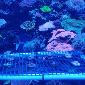 AQUARIUM_OF_THE_PACIFIC_28.jpg