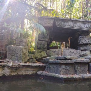 Jungle_Cruise_05.jpg