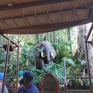 Jungle_Cruise_08.jpg