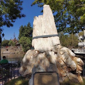 Disneyland-Park_Frontierland_Petrifed_Tree.jpg