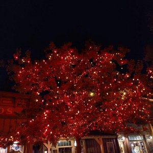 Disneyland-Park_Frontierland_Halloween-Tree_01.jpg