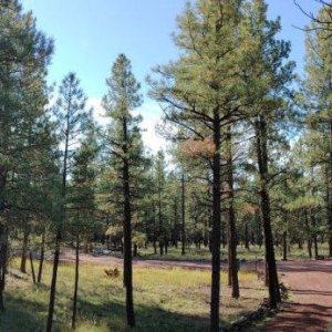 Sherwood-Forest_Cabin_10.jpg