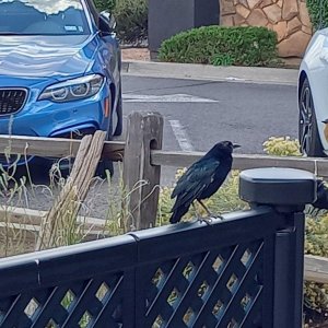 Grand_Canyon_Village_Raven.jpg